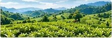 Trà Thái Nguyên – Hương vị đặc biệt làm say đắm người yêu trà