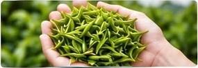 Đôi bàn tay thu hái búp chè một tôm hai lá
